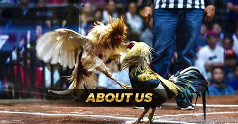 sabong weight classes|About Us .